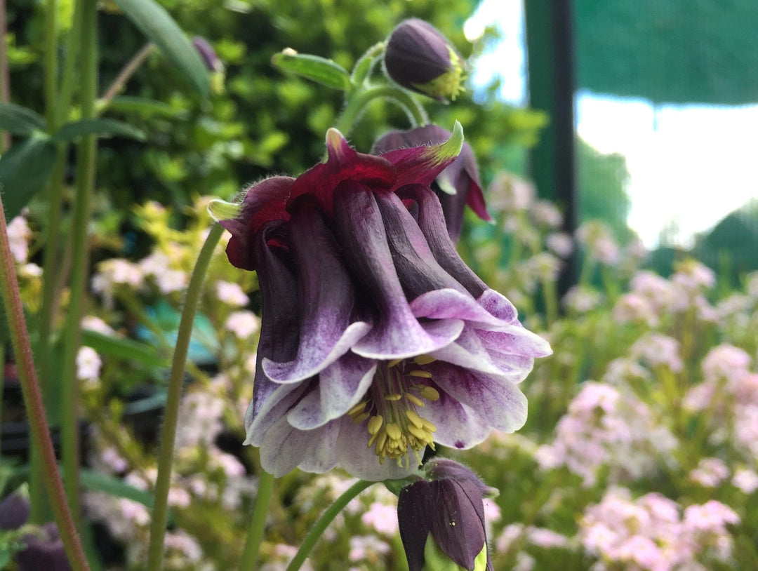 Aquilegia Columbine Flower Se til udplantning 100 stk