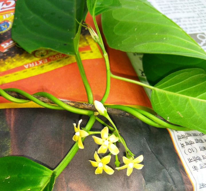 Heirloom Gymnema Inodorum Plant Seeds, Non-GMO Medicinal Herb Seeds for Garden Planting