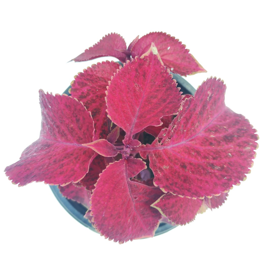 Coleus Wizard Velvet Red Plant Flower Seeds for Planting – Heirloom, Non-GMO, High Germination Organic Garden Seeds