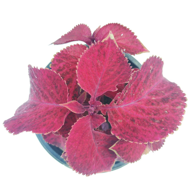 Coleus Wizard Velvet Red Plant Flower Seeds for Planting – Heirloom, Non-GMO, High Germination Organic Garden Seeds