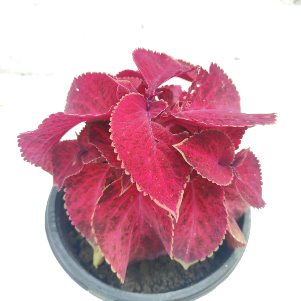 Coleus Wizard Velvet Red Plant Flower Seeds for Planting – Heirloom, Non-GMO, High Germination Organic Garden Seeds