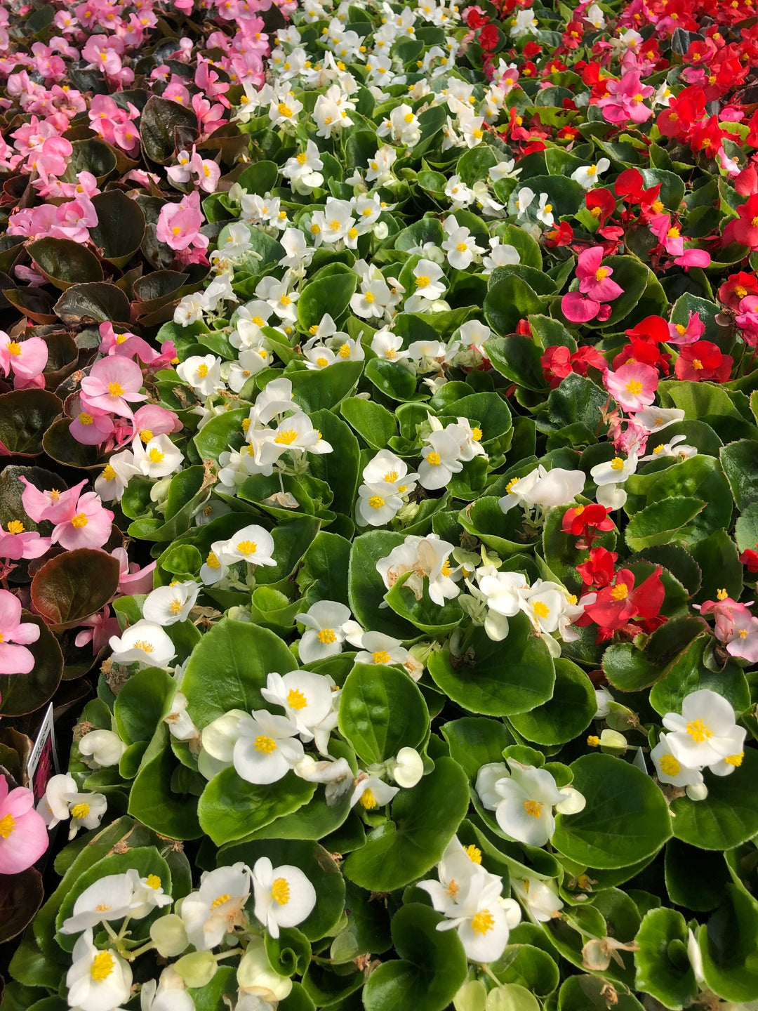 Pelleted Begonia Flower Seeds – Heirloom, Non-GMO, High Germination Easy-Grow Organic Garden Seeds for Planting