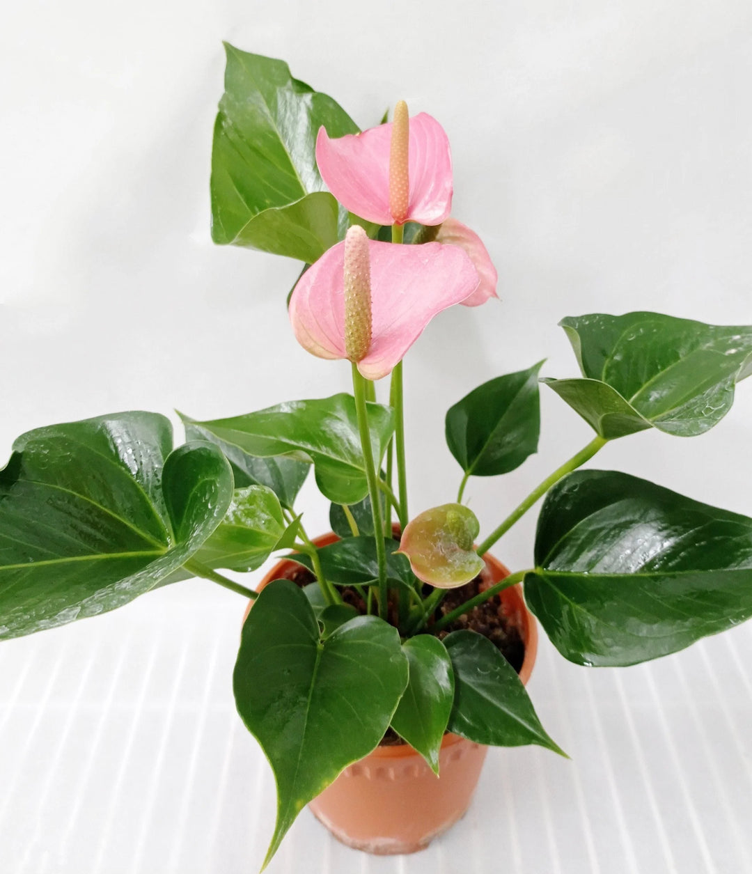 Anthurium Pale Pink Flower Seeds for Planting 100 pcs