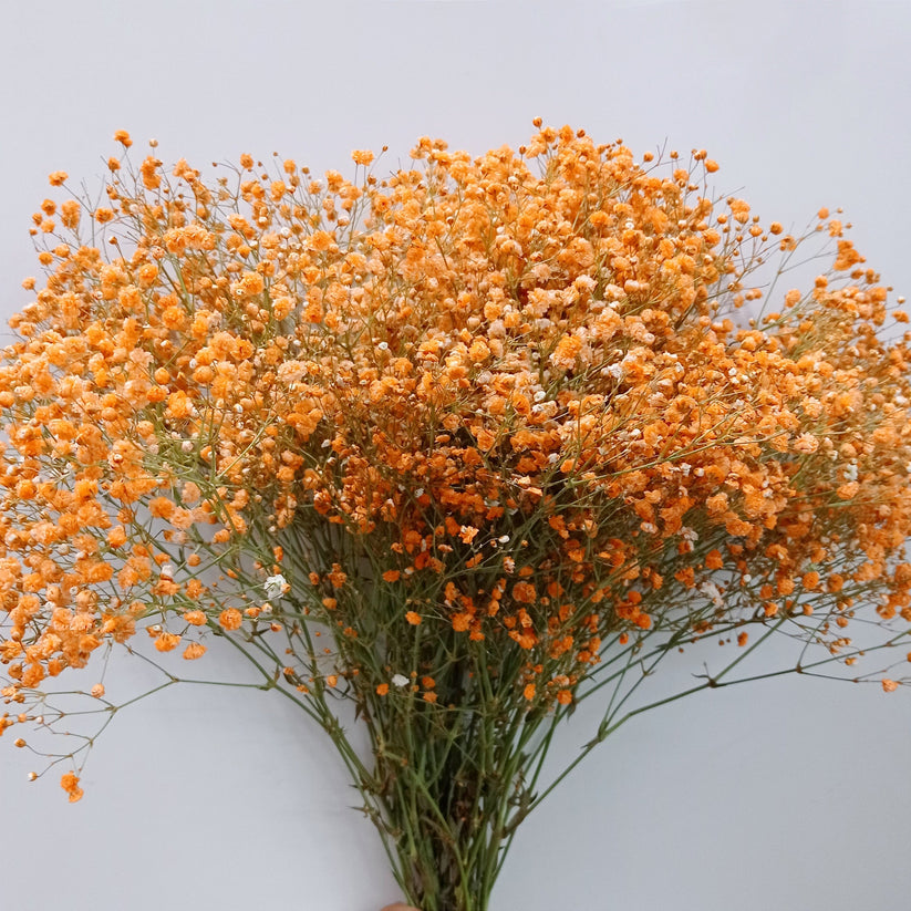 orange heirloom flower seeds
