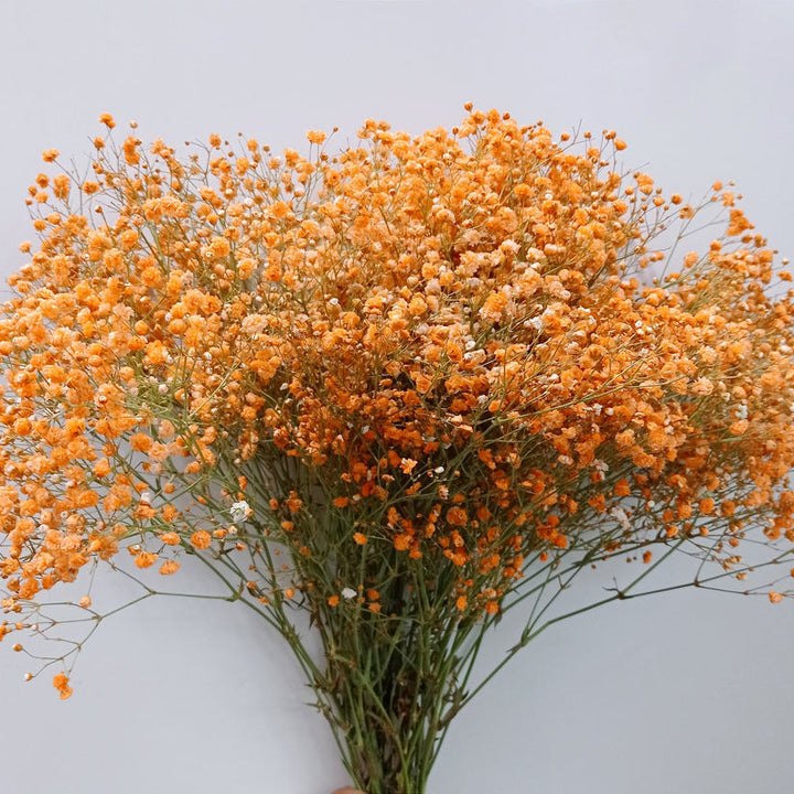 Heirloom Gypsophila Orange Flower Seeds, Non-GMO Delicate Blooms for Planting