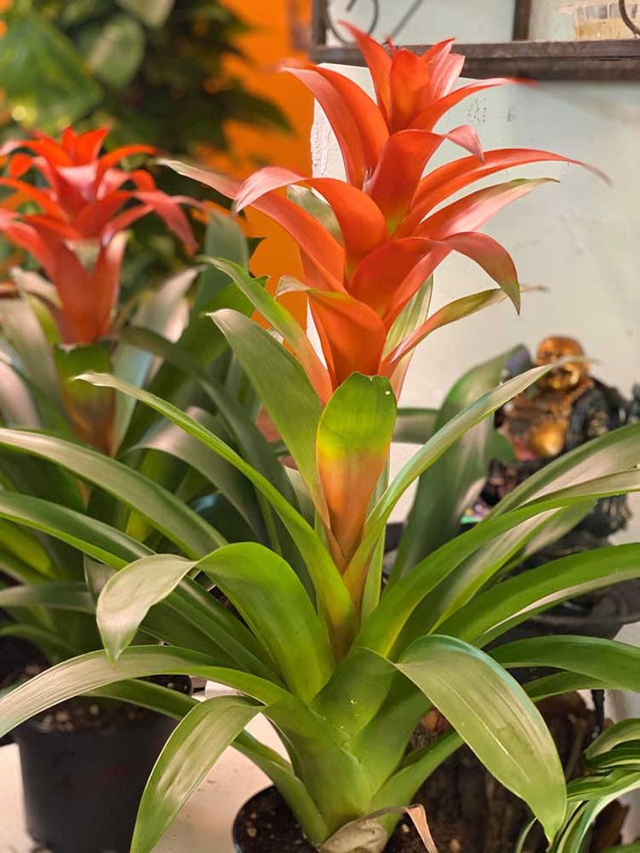 Bromeliad Tillandsia Bulbosa Orange Seeds for Planting – Heirloom & Non-GMO Air Plant Seeds
