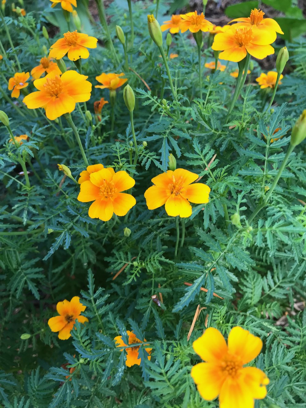 Tangerine Gem Flower Seeds for Planting – Heirloom, Non-GMO Seeds for Bright Orange Garden Blooms