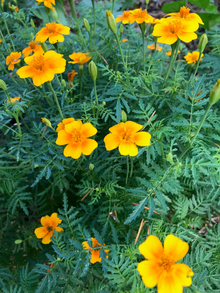 Tangerine Gem Flower Seeds for Planting – Heirloom, Non-GMO Seeds for Bright Orange Garden Blooms