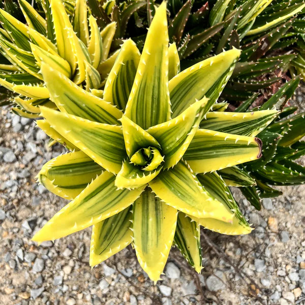 Gulgrøn Aloe Plantefrø til udplantning - 100 stk