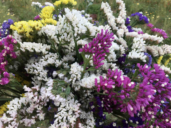 Heirloom Statice Seeds – Non-GMO Flower Seeds for Planting | High Germination Organic Garden Blooms