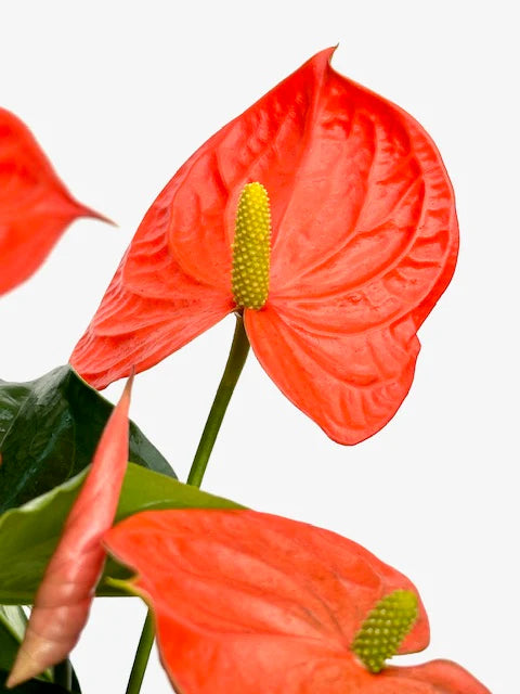 Anthurium Blomsterfrø til Plantning Lyserød 100 stk