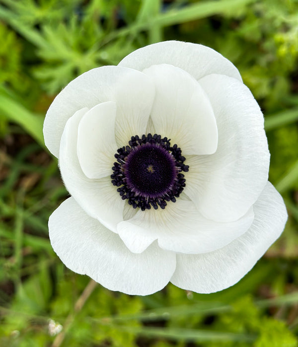 Anemone Flower Heirloom Non-GMO Anemone Flower Seeds for Planting – Colorful Blooms for Spring Garden Displaysfor Planting, Heirloom, Non-GMO, 100 pcs