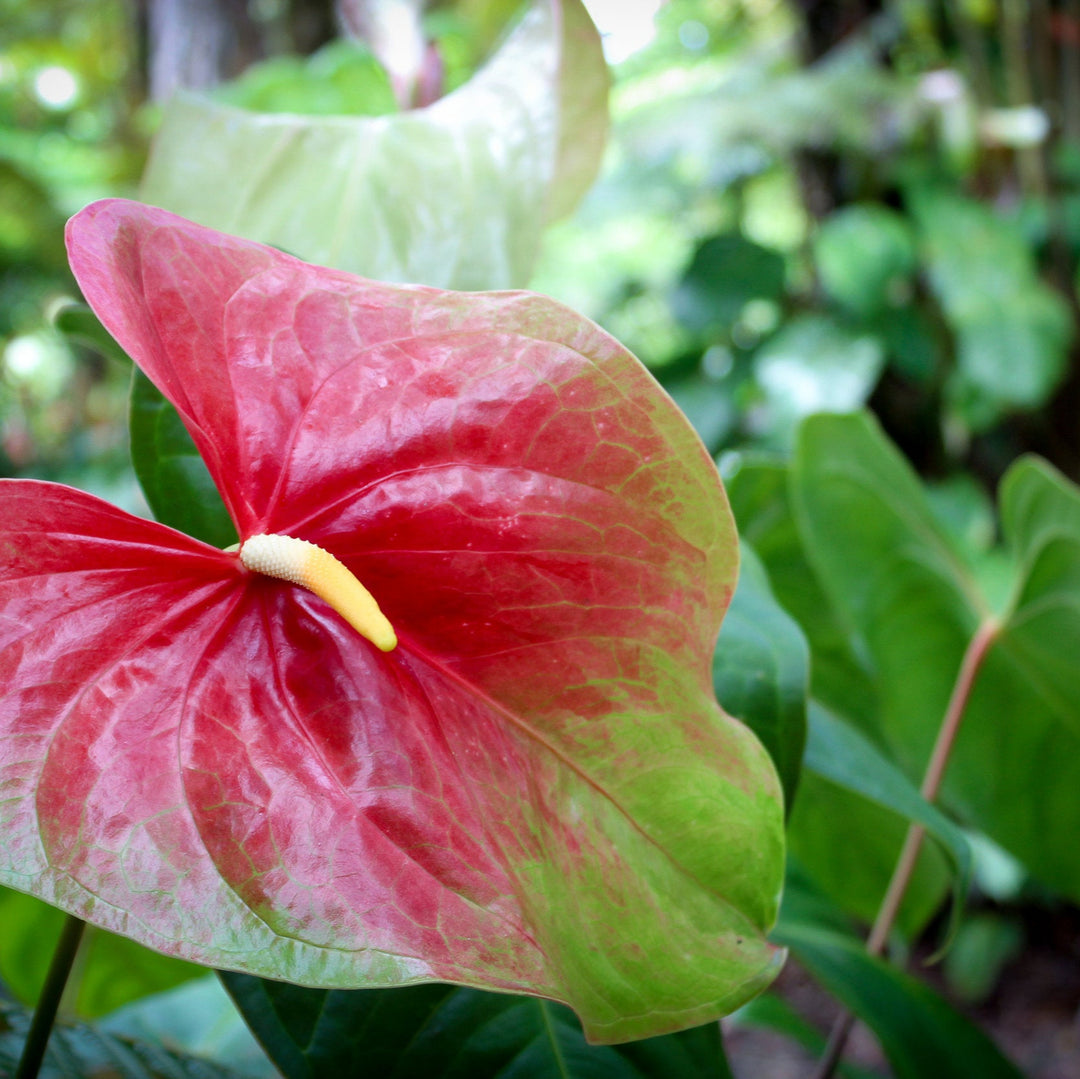 Green Red Anthurium Flower Seeds for Planting -Heirloom and Non-GMO garden seeds