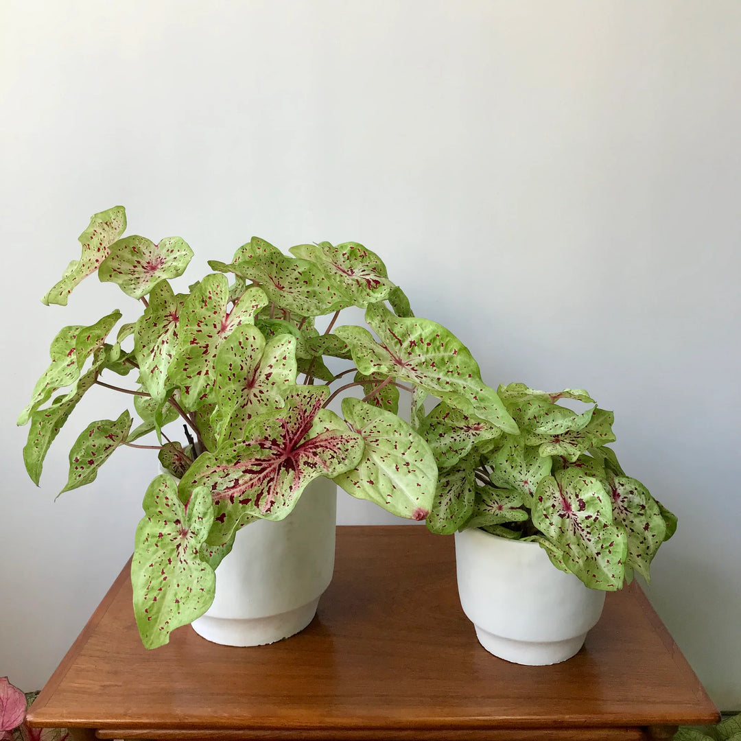 Heirloom Caladium Bicolor Multi-Colored Flower Seeds – Non-GMO, High Germination Organic Garden Seeds for Planting