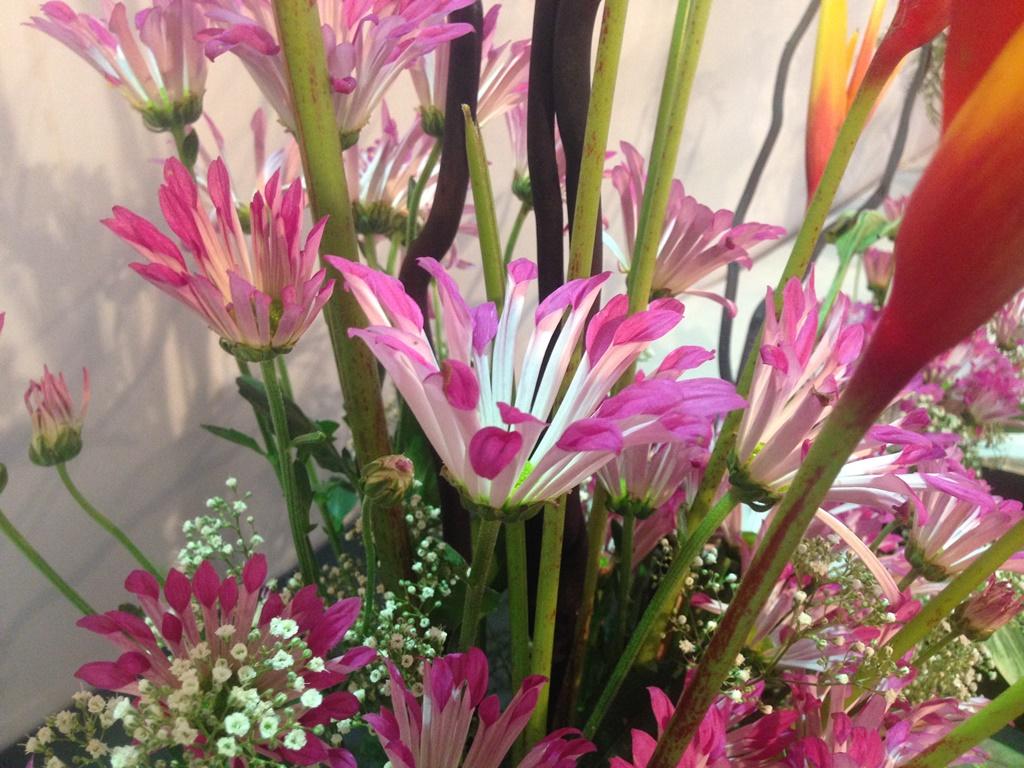 garden mums seeds Pink Spoon Mum Non-GMO Heirloom Flower Seeds – Neeraseeds