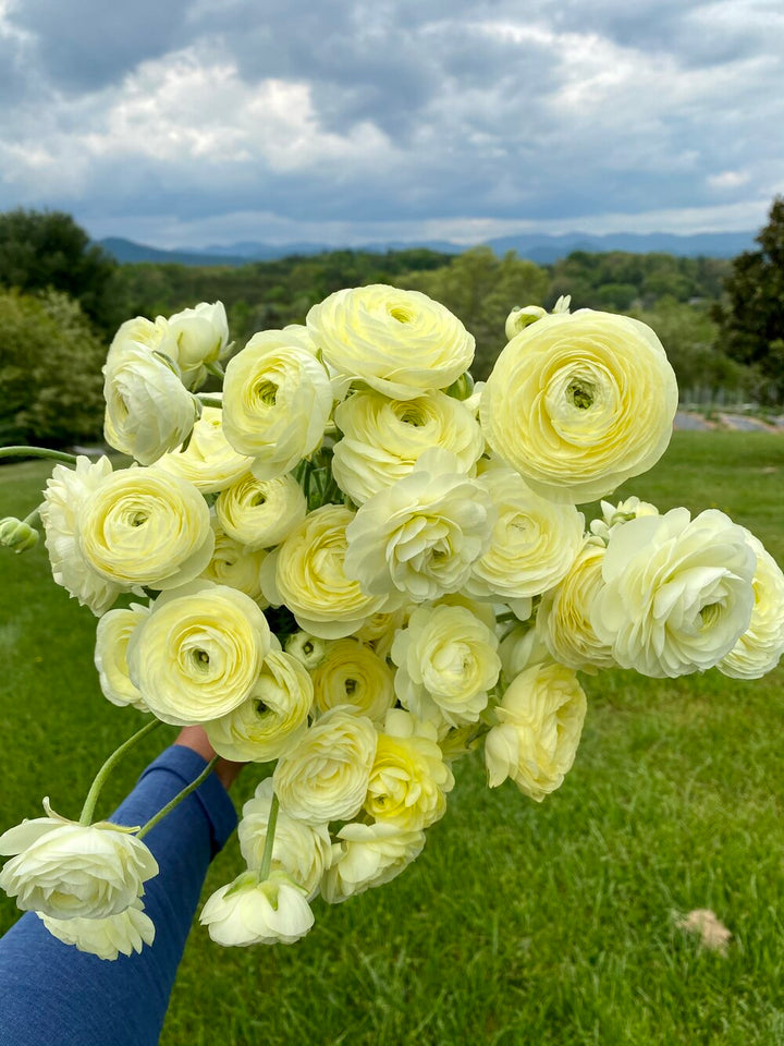 Light Yellow Ranunculus Flower Seeds – Heirloom Non-GMO High Germination Organic Garden Seeds for Planting