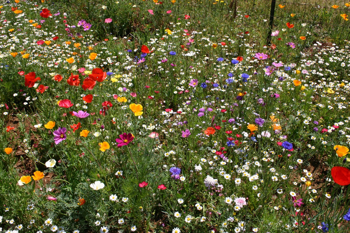 Blandede kaskadeblomsterfrø til plantning - 100 stk