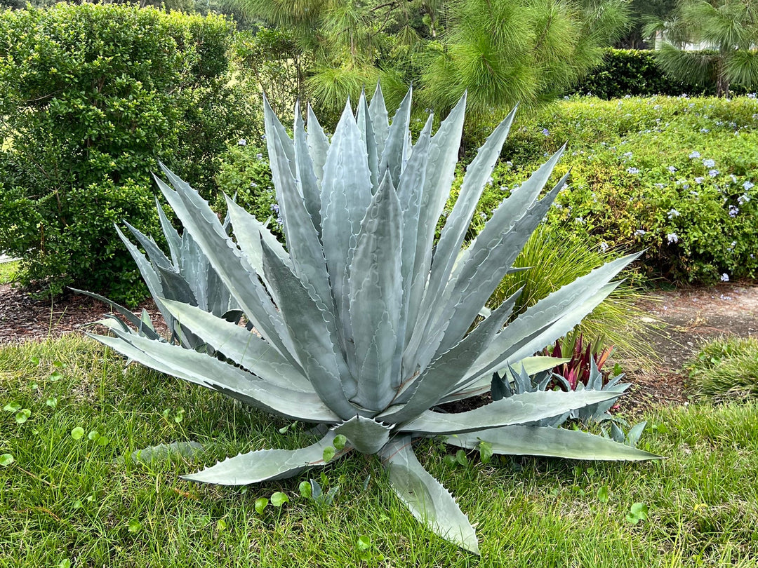 Organic Heirloom Mixed Agave Plant Seeds for Planting – Non-GMO, High Germination Drought-Tolerant Organic Garden Seeds