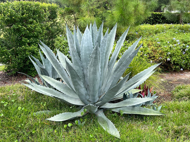 Organic Heirloom Mixed Agave Plant Seeds for Planting – Non-GMO, High Germination Drought-Tolerant Organic Garden Seeds