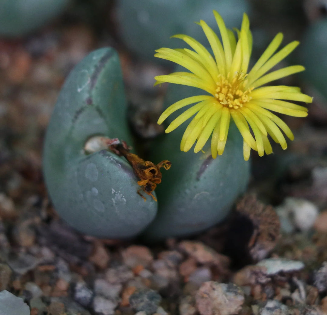 Gule Conophytum blomsterfrø til plantning - 100 stk