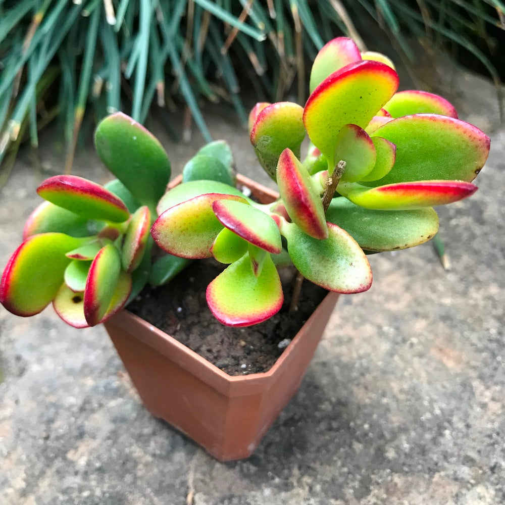 Crassula Plant Seeds for Succulent Planting - Heirloom & Non GMO seeds for vibrant planting
