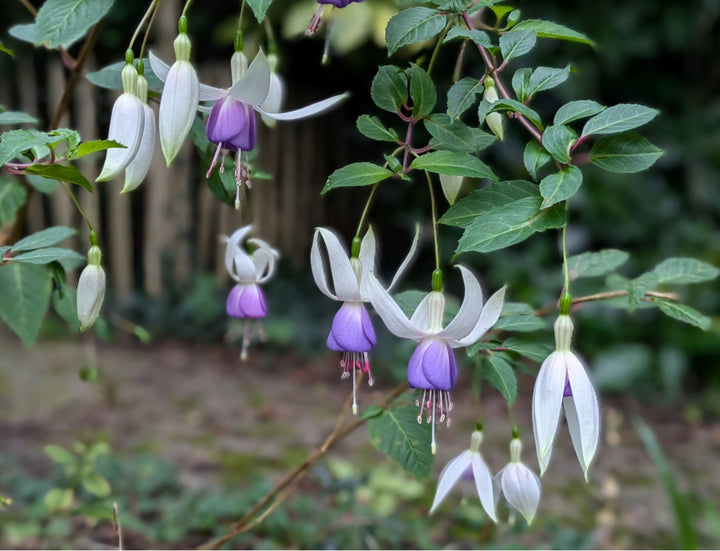 Friske Fuchsia Blomsterfrø til Plantning, Violet Hvid 100 stk