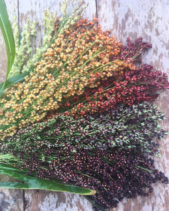 Sorghum Broom Corn Seeds for Planting – Heirloom, Non-GMO Grain & Craft Seeds for Gardens and Homesteads