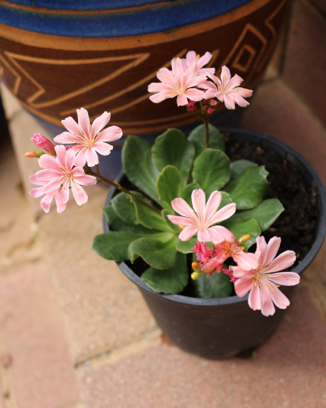 Heirloom Lewisia Cotyledon Flower Seeds, Non-GMO Colorful Rock Garden Blooms for Planting