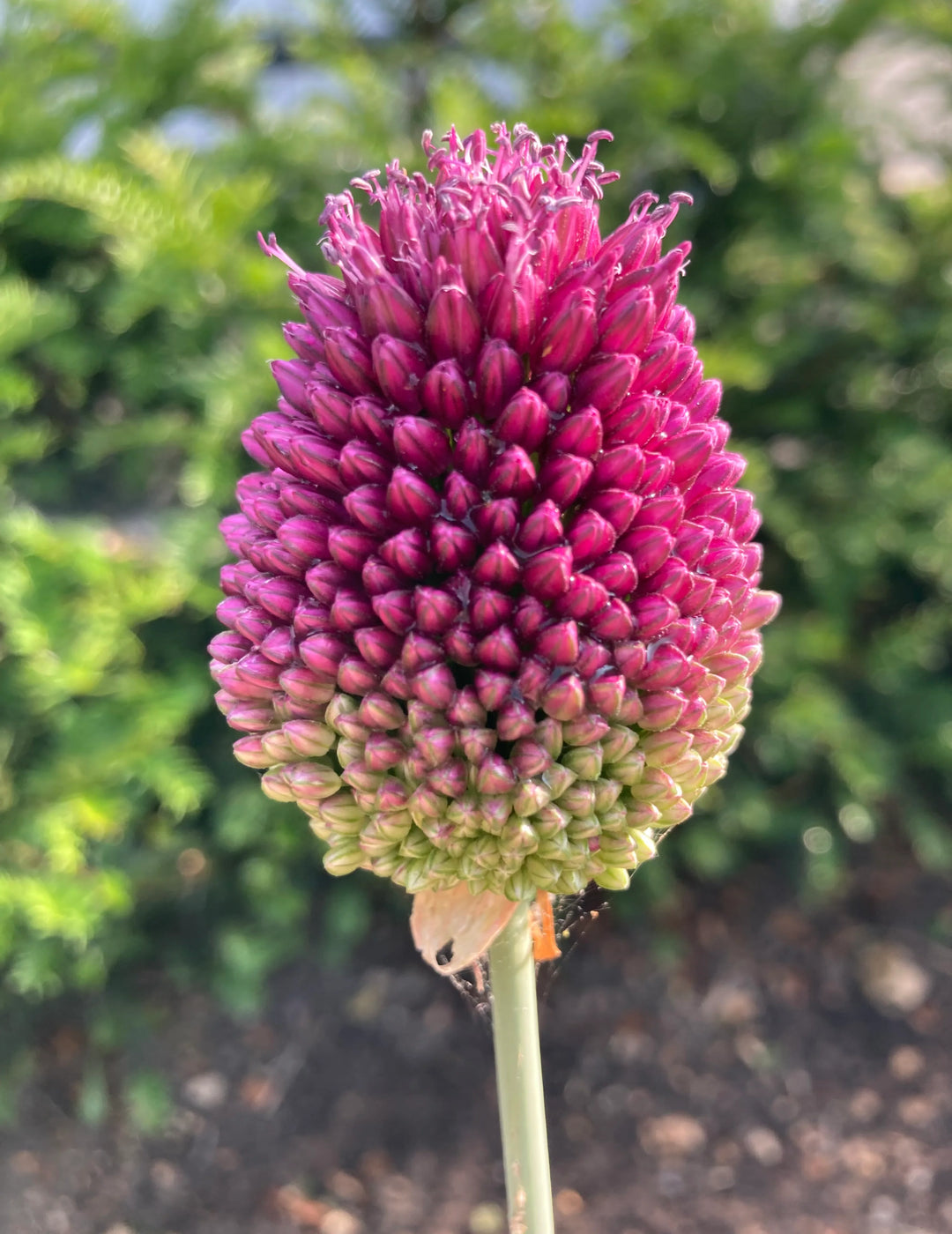 Allium Sphaerocephalon Flower Seeds – Drumstick Allium, Heirloom, Non-GMO Seeds for Planting in Gardens