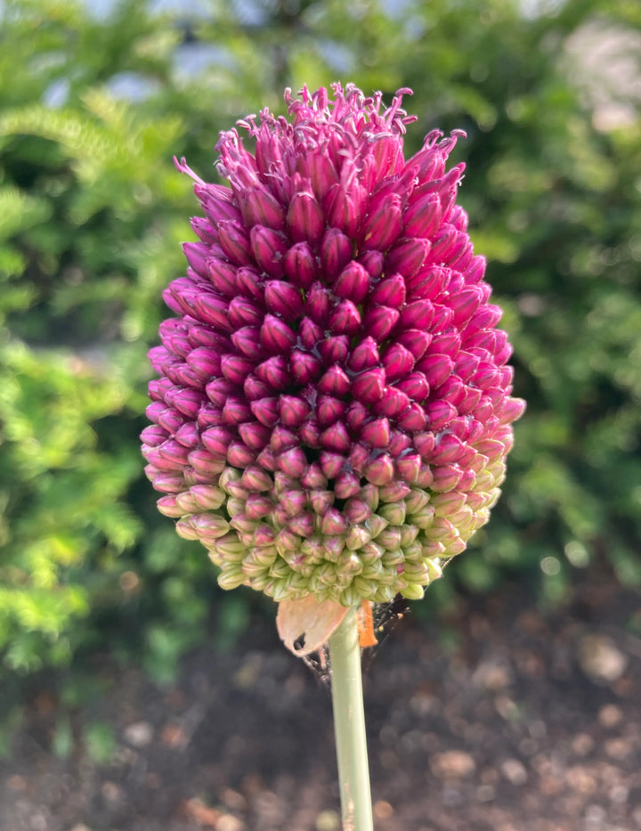 Allium Sphaerocephalon Flower Seeds – Drumstick Allium, Heirloom, Non-GMO Seeds for Planting in Gardens