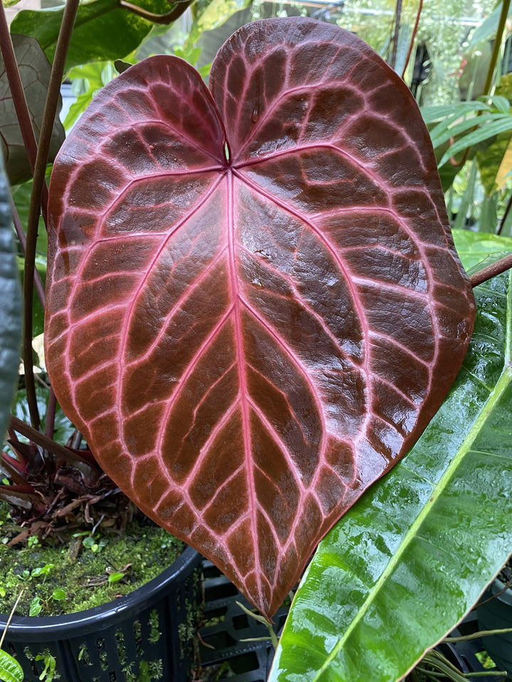 Anthurium crystallinum Flower Seeds for Planting - Heirloom and  Non-GMO garden seeds