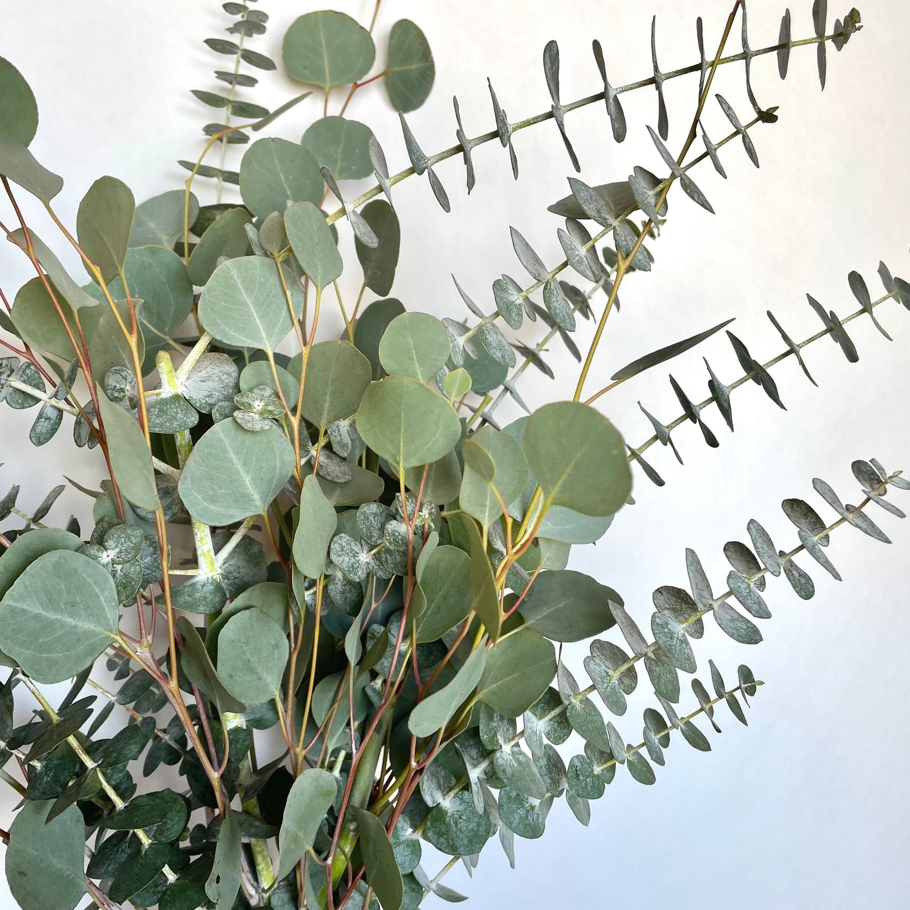 eucalyptus seeds for planting Mixed Eucalyptus Plant Seeds for Planting – Heirloom Non-GMO Organic G – Neeraseeds