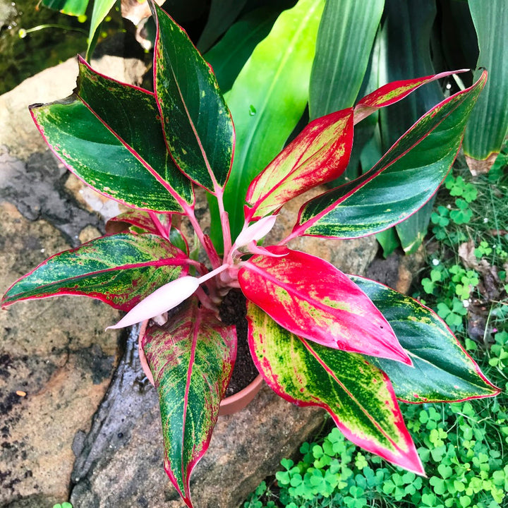 Aglaonema Plant Seeds Green Red for Planting 100 pcs