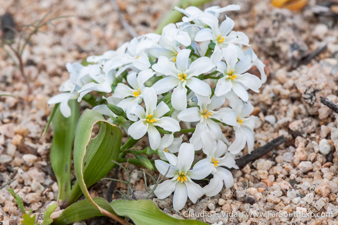 Hvide Leucocoryne blomsterfrø til udplantning, 100 stk