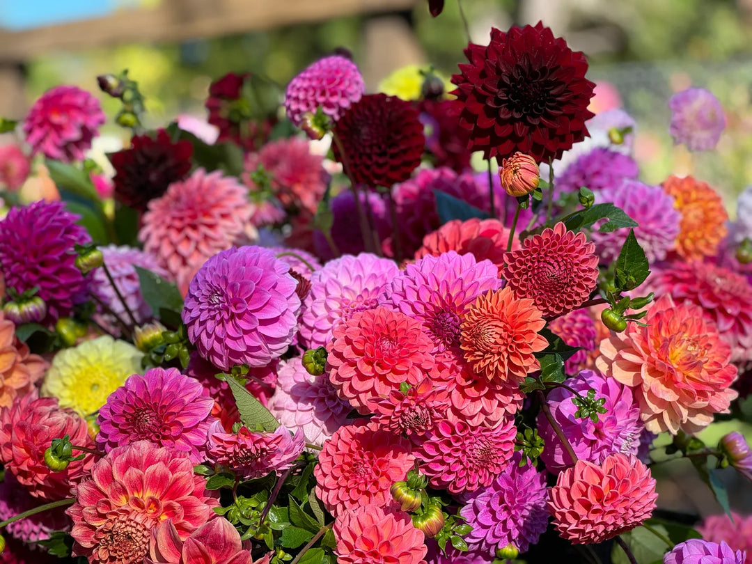 mixed dahlia flower seeds