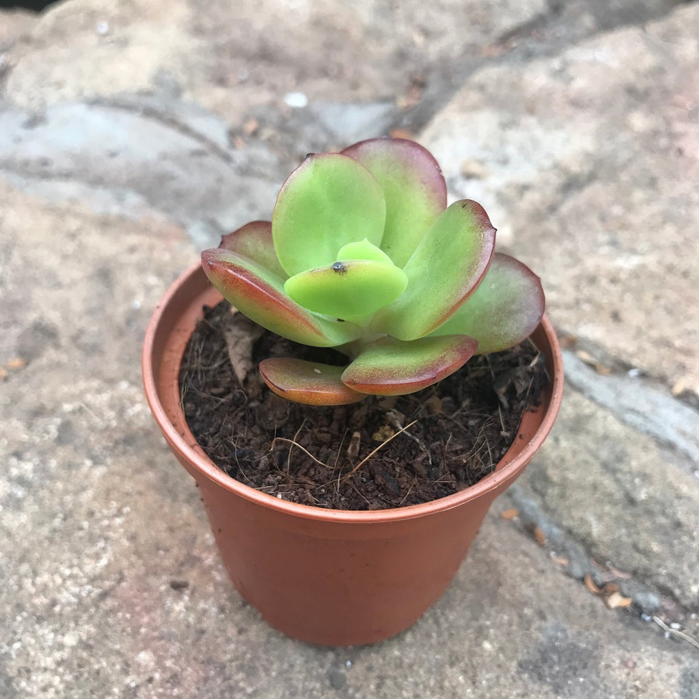 Crassula Plant Seeds for Succulent Planting - Heirloom & Non GMO seeds for vibrant planting