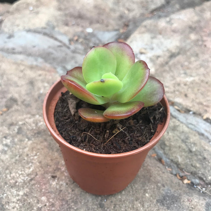 Crassula Plant Seeds for Succulent Planting - Heirloom & Non GMO seeds for vibrant planting