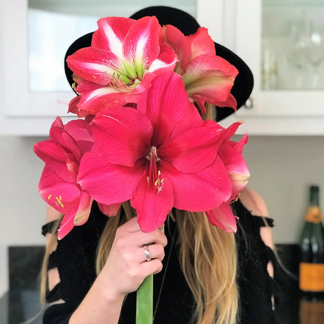 Heirloom Pink Amaryllis Flower Seeds for Planting - Non-GMO, High Germination Organic Large Blooming Garden Seeds