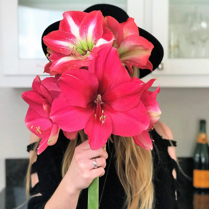 Heirloom Pink Amaryllis Flower Seeds for Planting - Non-GMO, High Germination Organic Large Blooming Garden Seeds