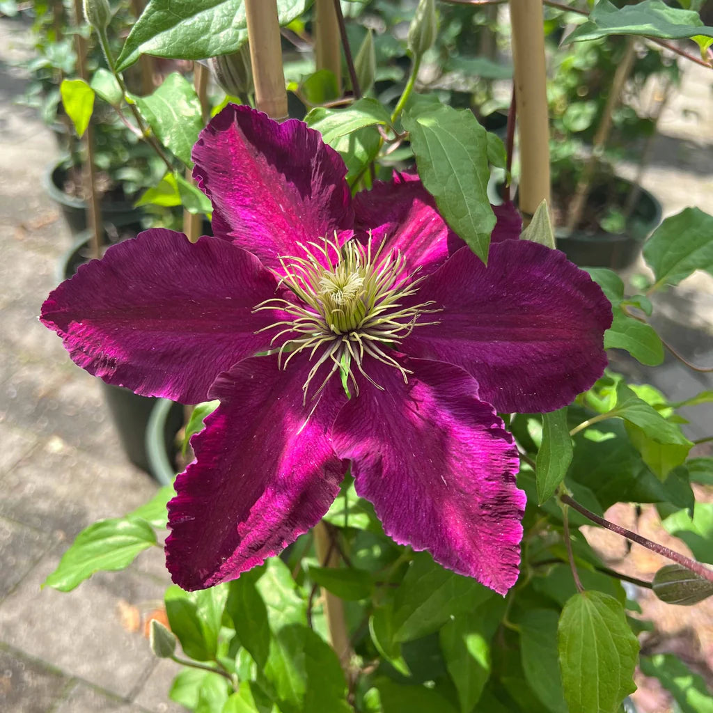 Heirloom Non-GMO Brown Clematis Flower Seeds for Planting – Climbing Vine Garden Seeds