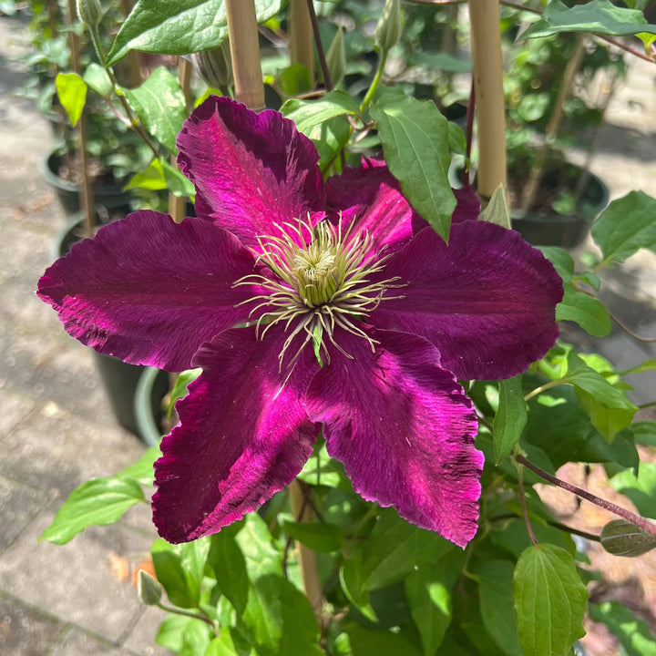 Heirloom Non-GMO Brown Clematis Flower Seeds for Planting – Climbing Vine Garden Seeds