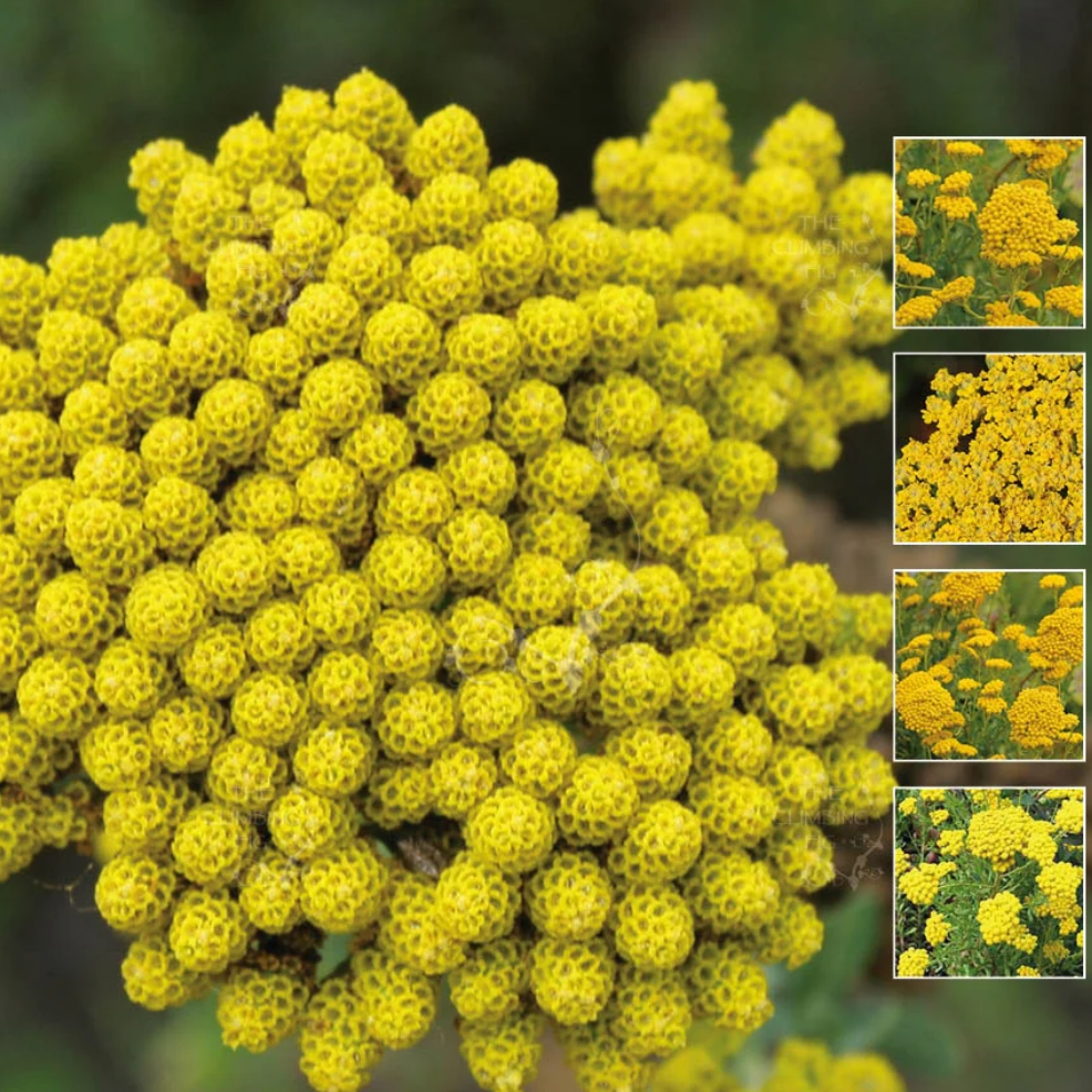 yellow ageratum flower seeds