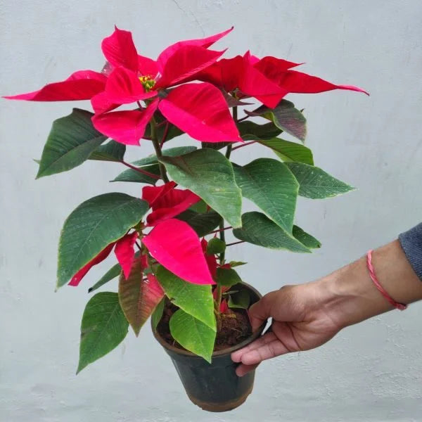 Poinsettia Euphorbia Flower Seeds for Planting – Heirloom Non-GMO Seeds, High Germination Organic Garden Blooms