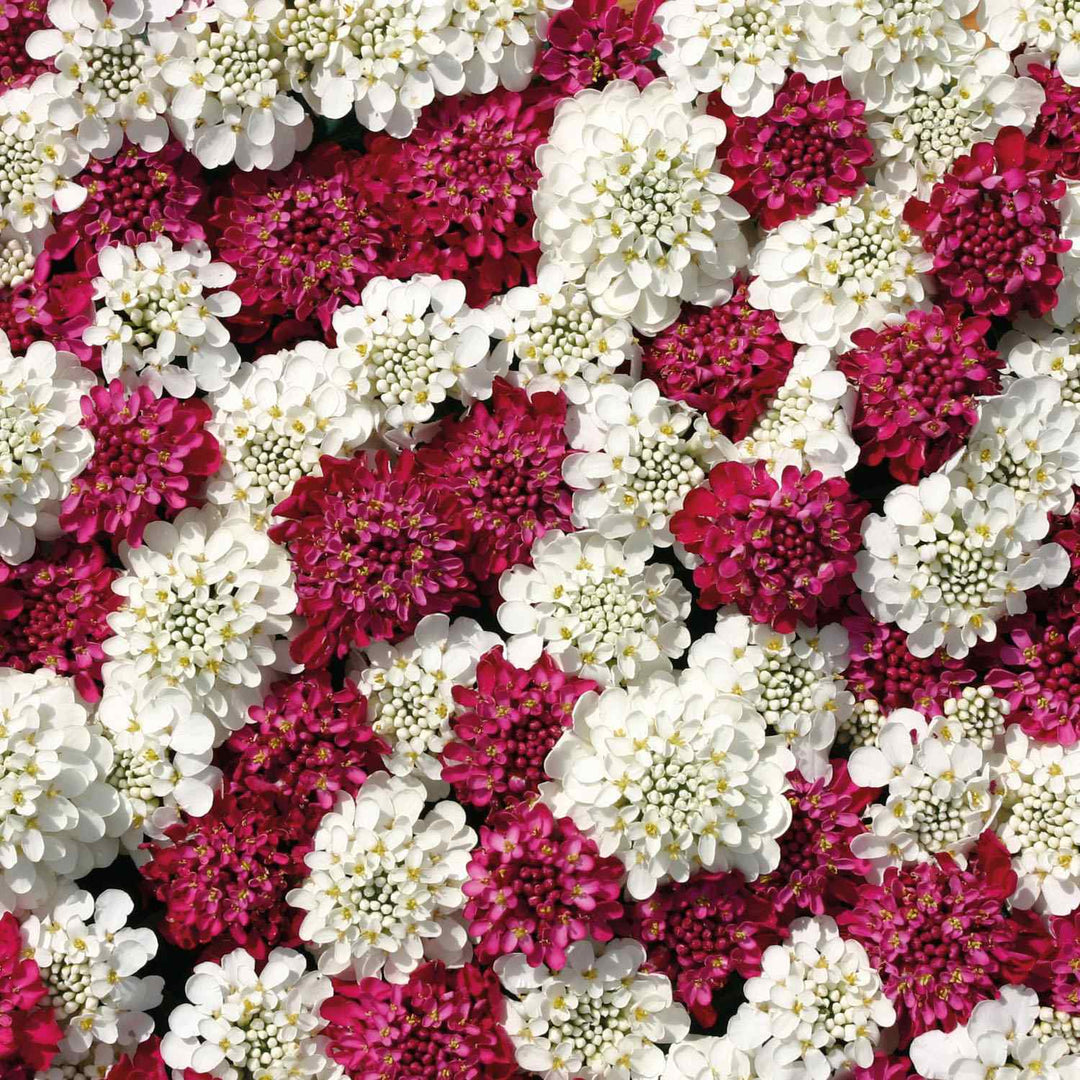 red white flower seeds
