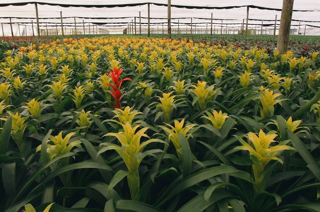 Bromeliad Tillandsia Bulbosa Yellow Plant Seeds for Planting