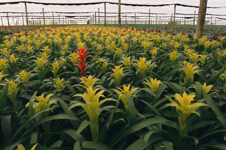 Bromeliad Tillandsia Bulbosa Yellow Plant Seeds for Planting