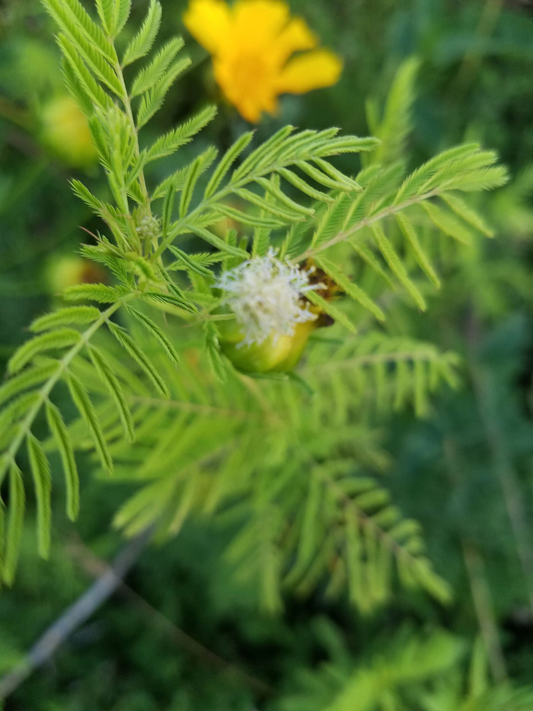 Yellow Illinois Bundleflower Seeds for Planting - 100 pcs