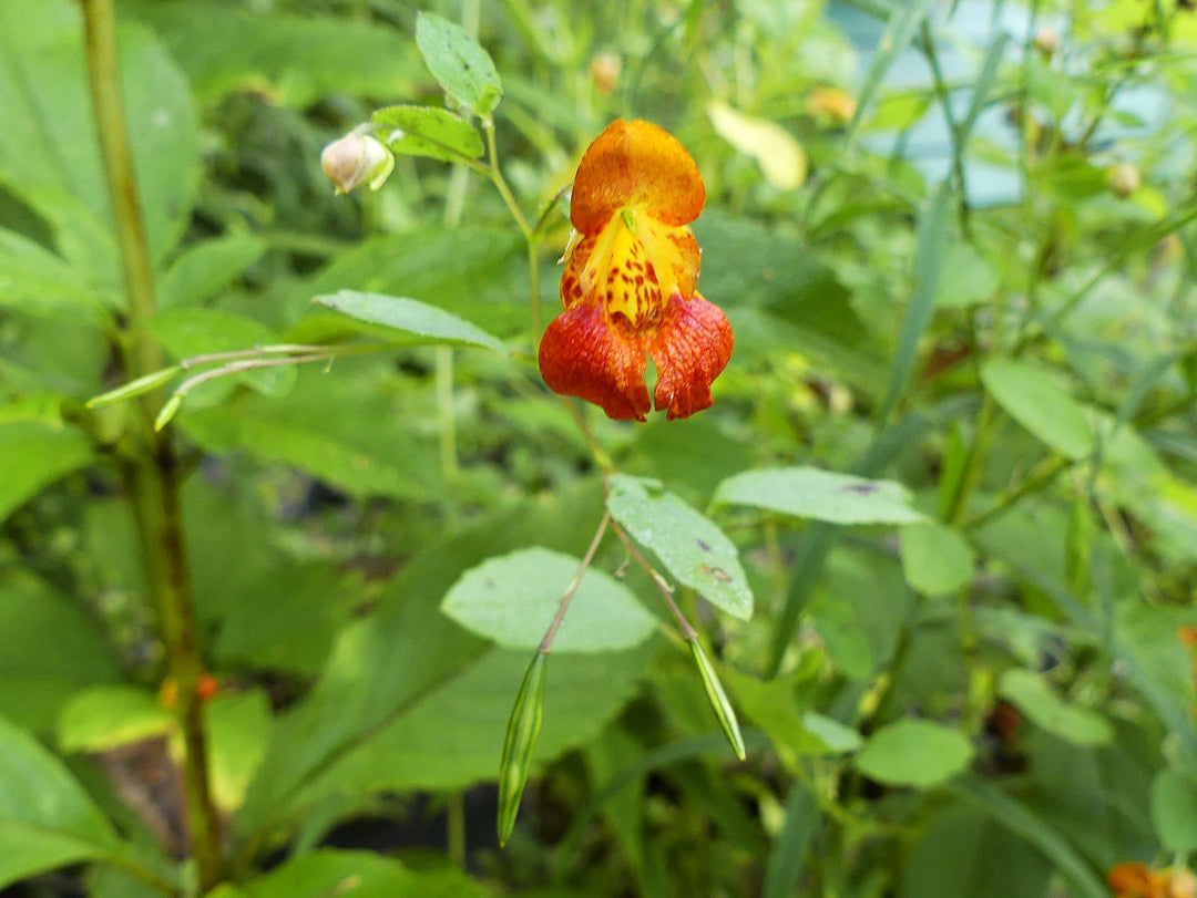 Heirloom Jewelweed Flower Seeds for Planting – Non-GMO, High Germination Organic Wildflower Garden Seeds