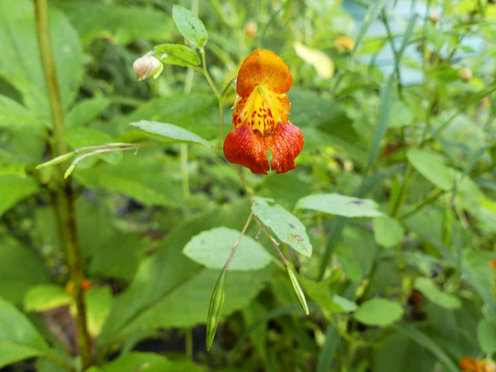 Heirloom Jewelweed Flower Seeds for Planting – Non-GMO, High Germination Organic Wildflower Garden Seeds