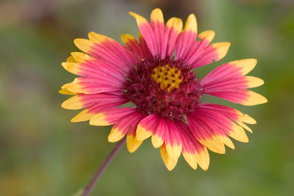 Heirloom Non-GMO Indian Blanket Flower Seeds for Planting – Drought-Tolerant Wildflower Garden Blooms